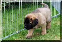 leonberger 060.jpg